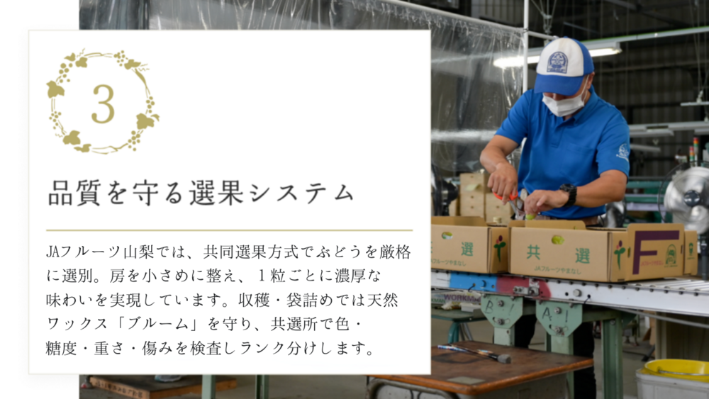サンシャインレッド　写真現物 アウトレット　10房セット 楽天市場】サンシャインレッド 訳あり 1kg 2~4房 家庭用 山梨