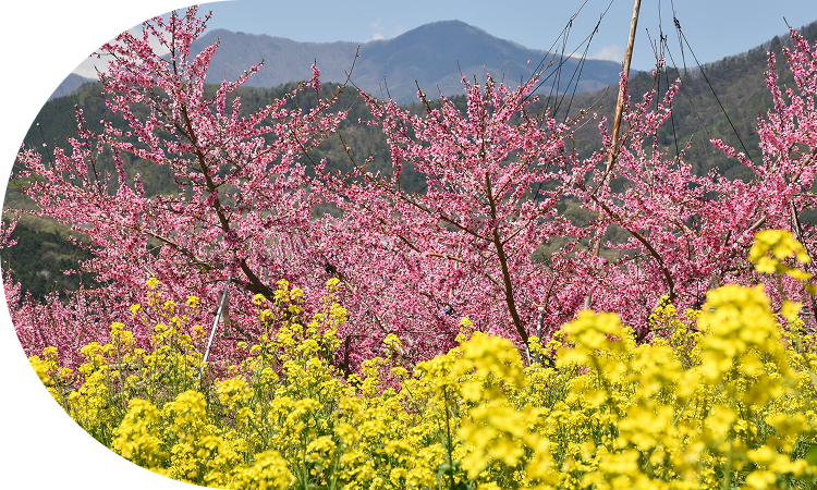 ももづくりに適した風土