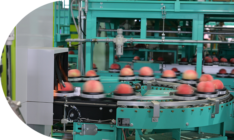 品質を守る選果システム