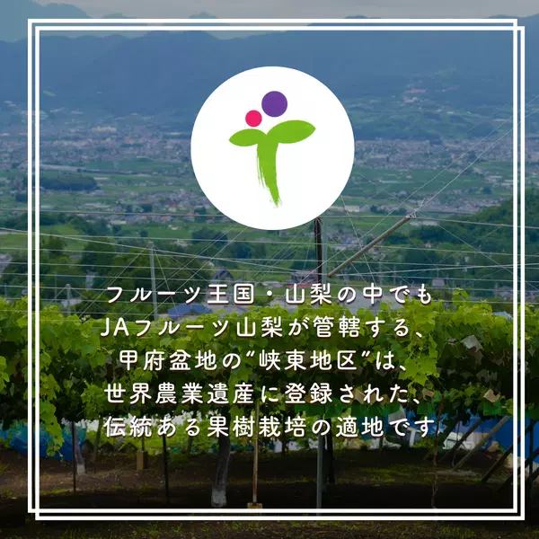 サンシャインレッド【1房約450g×2】 | 山梨の果物ギフト