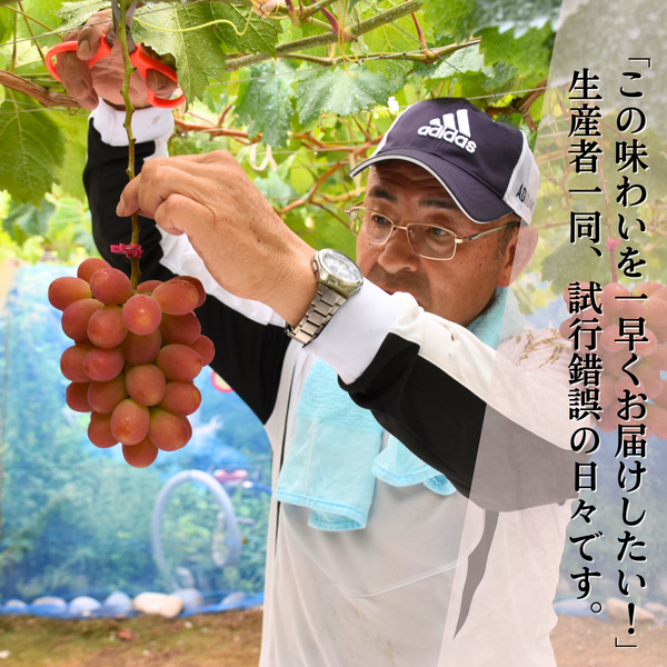 サンシャインレッド【1房約450g×2】 | 山梨の果物ギフト・オンライン