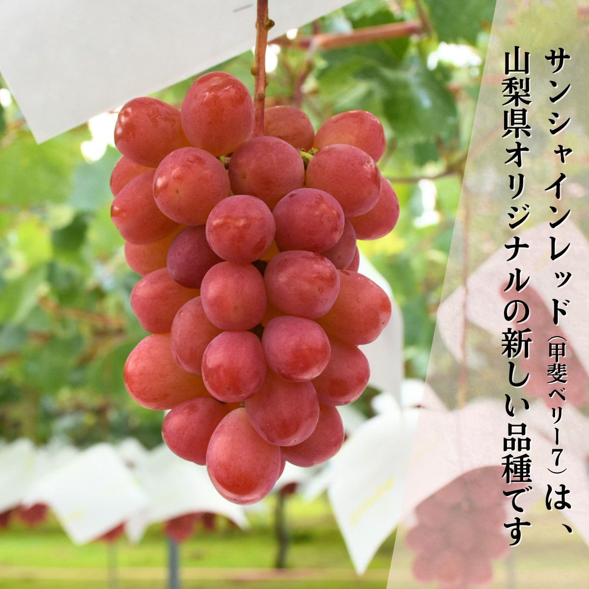 サンシャインレッド　5房　訳ありお買い得 182693888_o1.jpg?