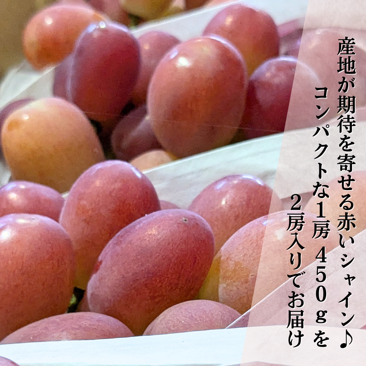 サンシャインレッド【1房約450g×2】 | 山梨の果物ギフト