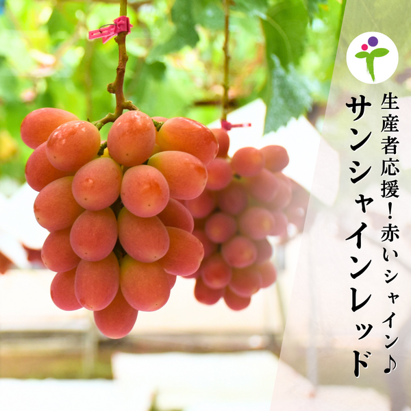 ⚠️クール便　葡萄　サンシャインレッド大房一房 クール配送 山梨県限定品種 サンシャインレッド 合計1.2kg以上
