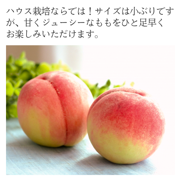 【化粧箱入】ハウスももの商品画像 2