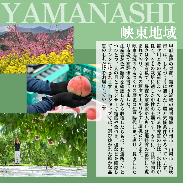【化粧箱入】ハウスももの商品画像 3