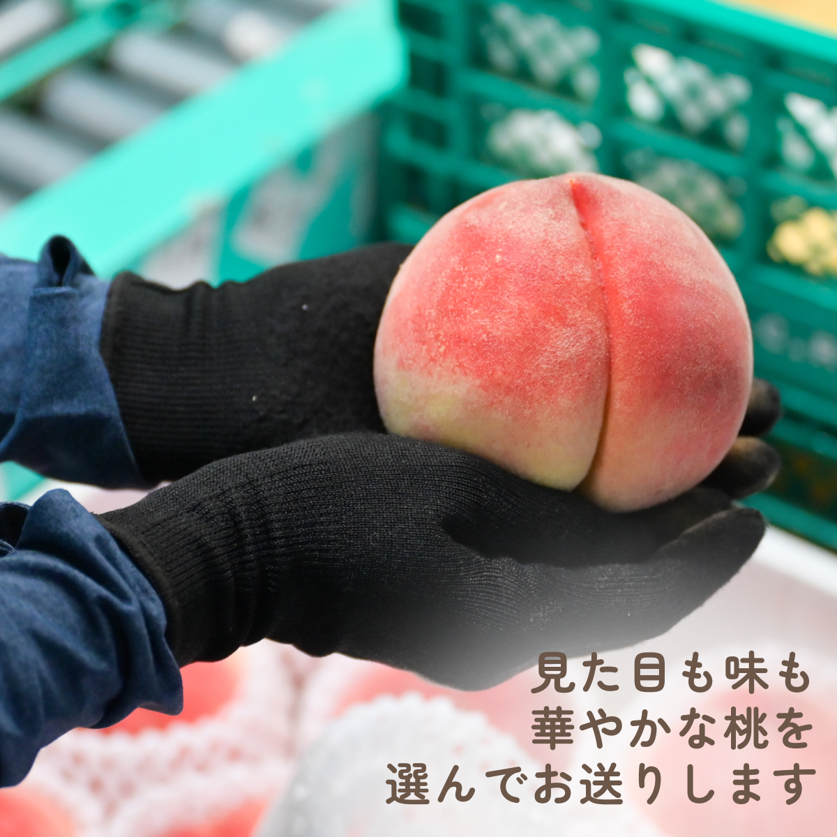 【3玉からお届けします！】JAフルーツ山梨のももの商品画像 3