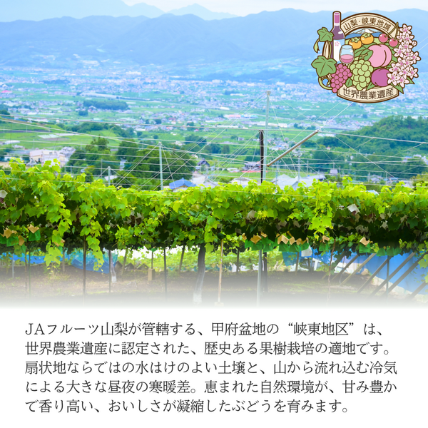 ハウス シャインマスカット【7月発送・山梨県峡東地区から直送