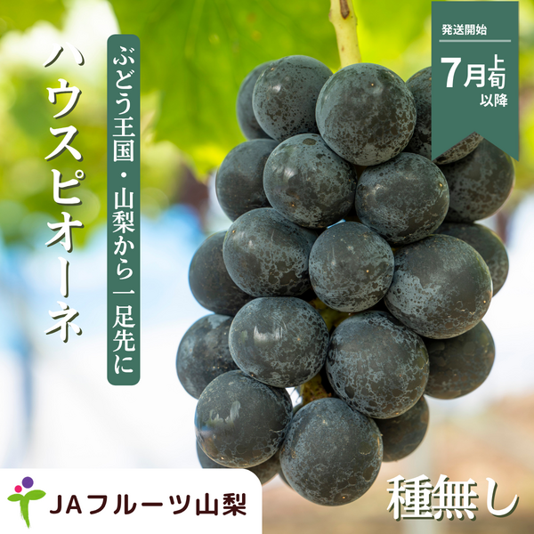 ハウス 種なしピオーネ【7月発送・山梨県峡東地区から直送】