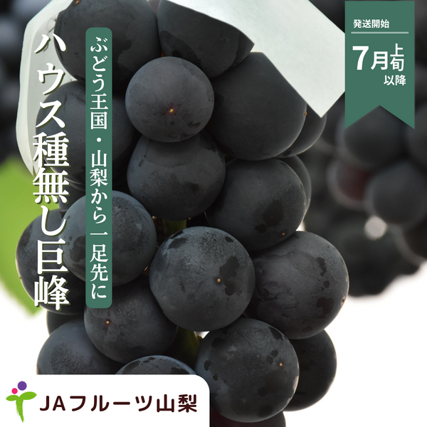ハウス 種なし巨峰【7月発送・山梨県峡東地区から直送】