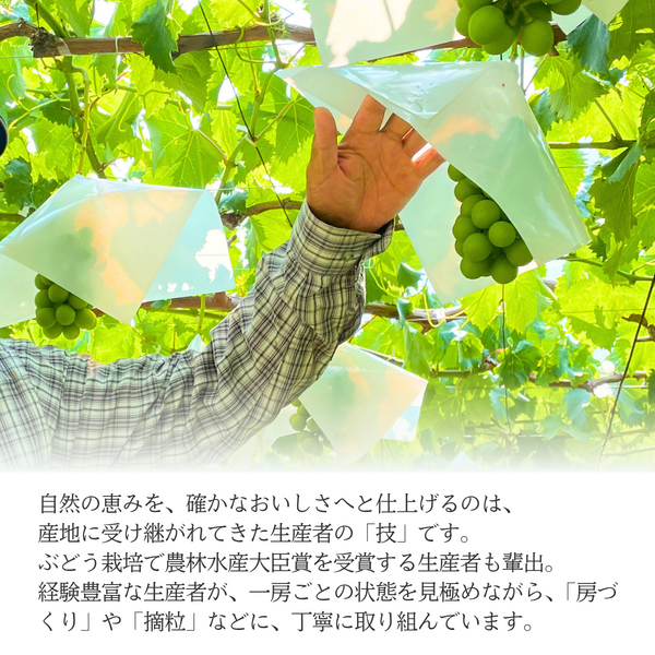ハウス 種なしピオーネ＆シャインマスカット【7月発送・山梨県峡東地区