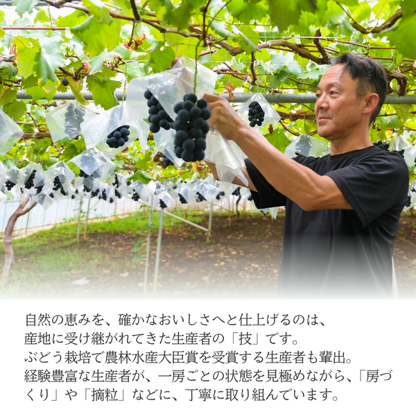 山梨 種なし巨峰【世界農業遺産認定産地から・8月中旬以降発送