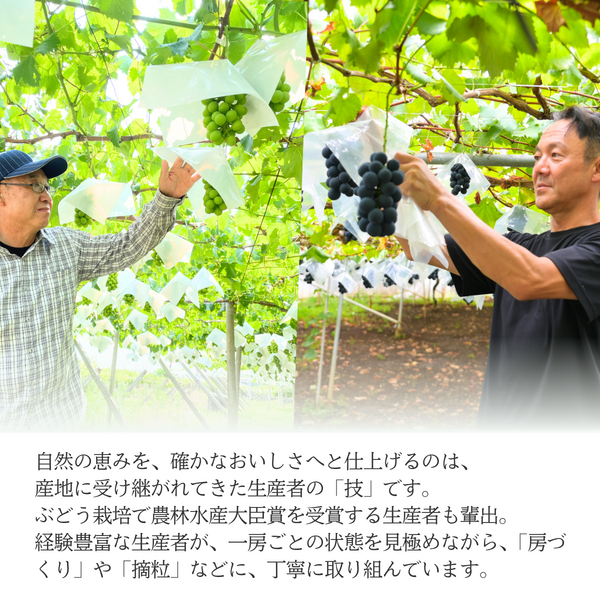 山梨ぶどうセット 種なし巨峰 ＆ シャインマスカット【世界農業遺産