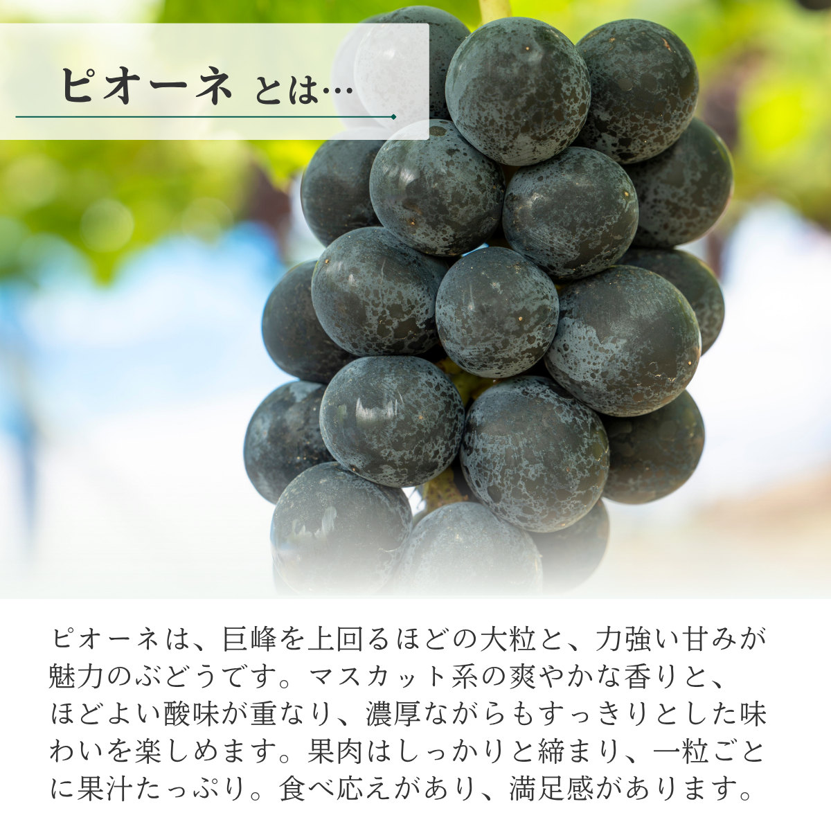 山梨 種なしピオーネ【世界農業遺産認定産地から・8月中旬以降発送】の商品画像 2