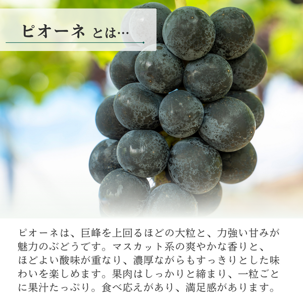 山梨 種なしピオーネ【世界農業遺産認定産地から・8月中旬以降発送】の商品画像 2