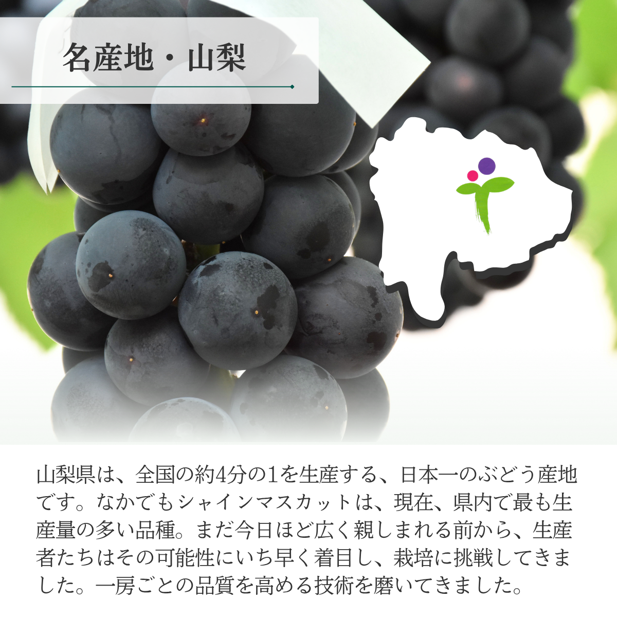 山梨 種なしピオーネ【世界農業遺産認定産地から・8月中旬以降発送】の商品画像 3