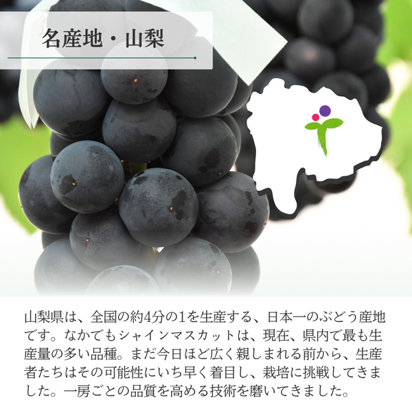 山梨 種なしピオーネ【世界農業遺産認定産地から・8月中旬以降発送】の商品画像 3