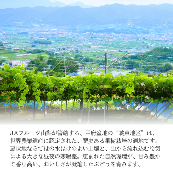 山梨 種なしピオーネ【世界農業遺産認定産地から・8月中旬以降発送】の商品画像 4