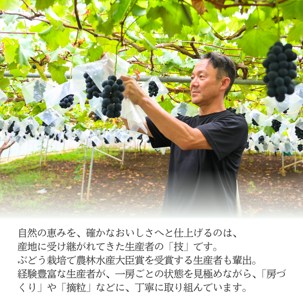 山梨 種なしピオーネ【世界農業遺産認定産地から・8月中旬以降発送】の商品画像 5