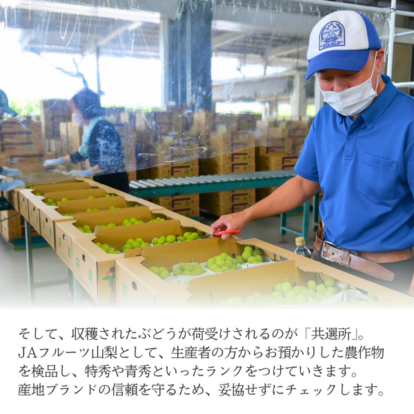 山梨 種なしピオーネ【世界農業遺産認定産地から・8月中旬以降発送】の商品画像 6