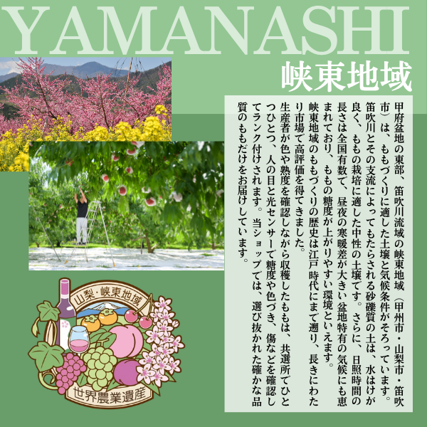 山梨 種なしピオーネ【世界農業遺産認定産地から・8月中旬以降発送】の商品画像 11