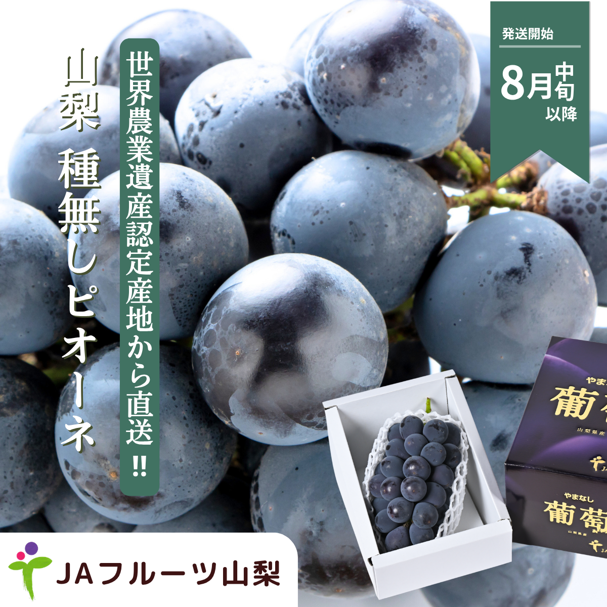 山梨 種なしピオーネ【世界農業遺産認定産地から・8月中旬以降発送】の商品画像 1
