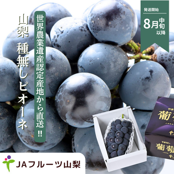 山梨 種なしピオーネ【世界農業遺産認定産地から・8月中旬以降発送