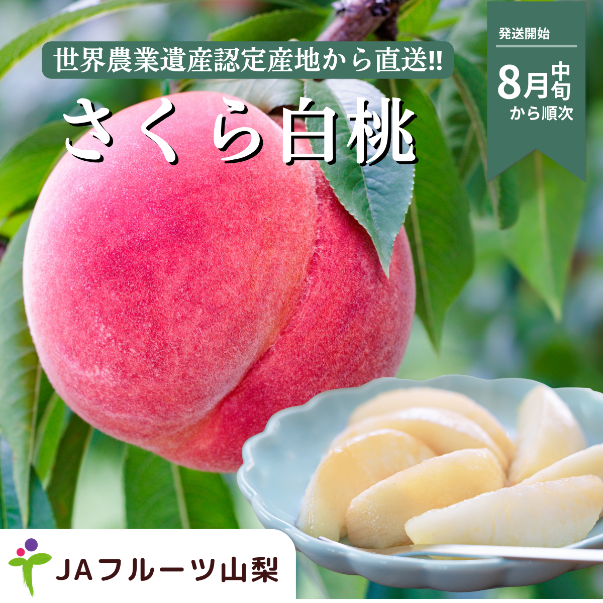 さくら白桃　特秀品【ギフト品質の桃】世界農業遺産認定の山梨県甲府盆地峡東地区から直送の商品画像 1