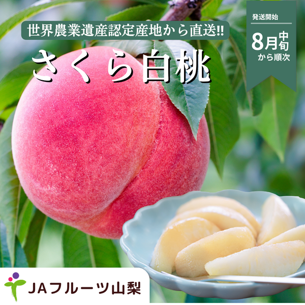 さくら白桃　特秀品【ギフト品質の桃】世界農業遺産認定の山梨県甲府盆地峡東地区から直送