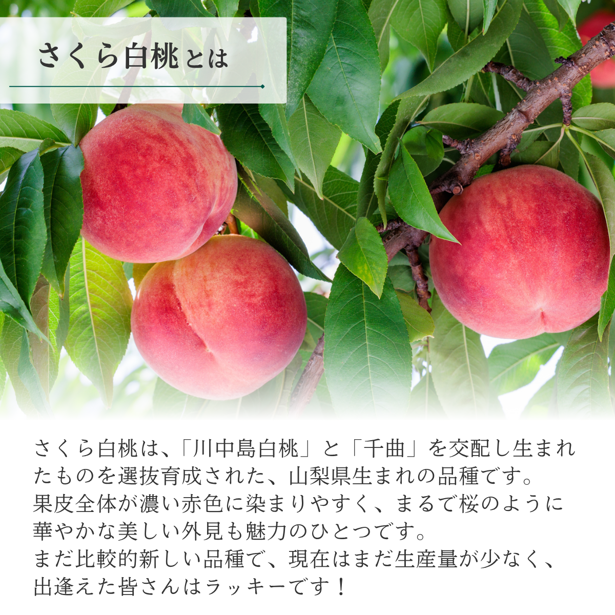さくら白桃　特秀品【ギフト品質の桃】世界農業遺産認定の山梨県甲府盆地峡東地区から直送の商品画像 2