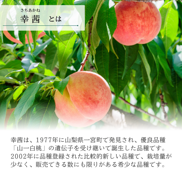 幸茜（さちあかね）特秀品【ギフト品質の桃】世界農業遺産認定の山梨県甲府盆地峡東地区から直送の商品画像 2