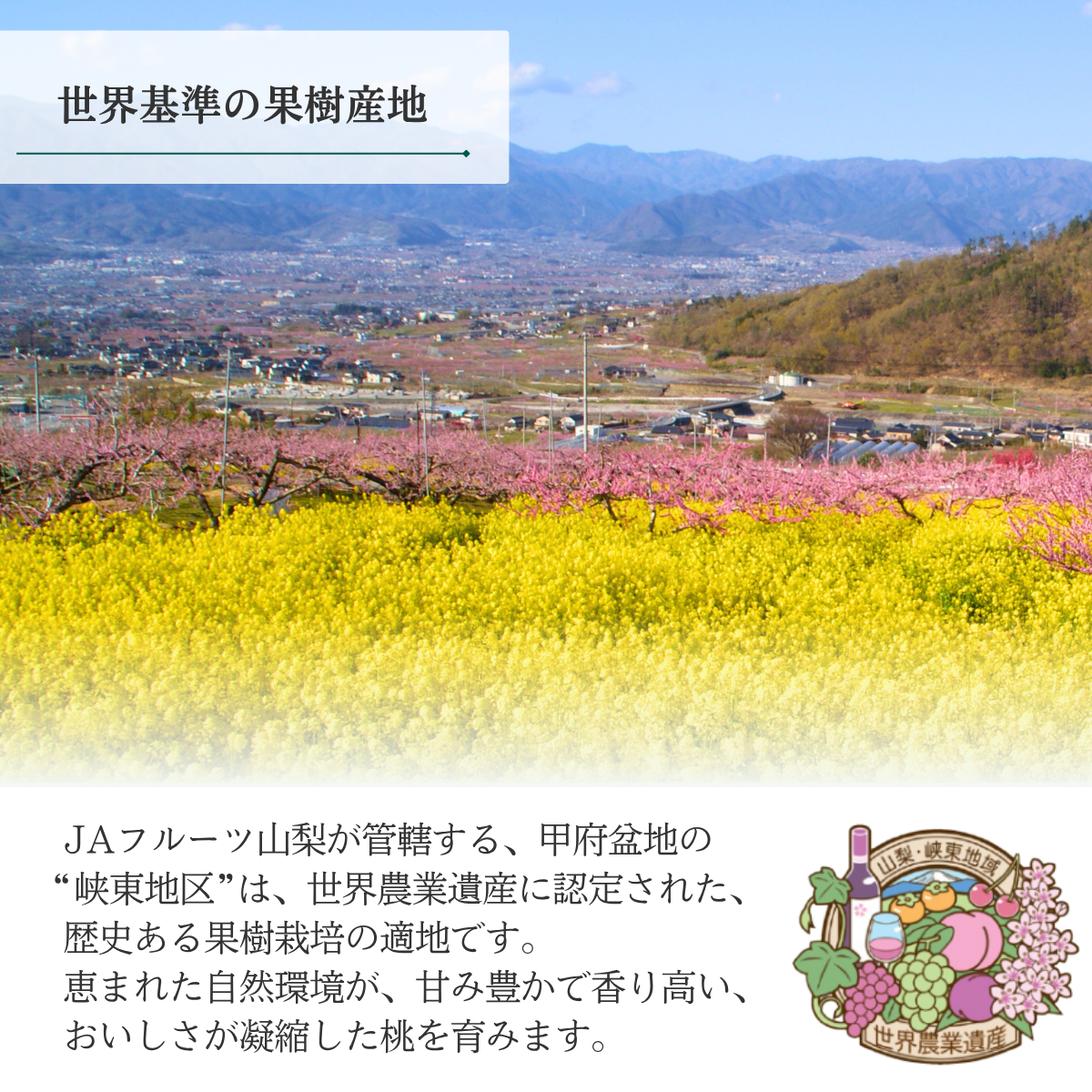 さくら白桃　特秀品【ギフト品質の桃】世界農業遺産認定の山梨県甲府盆地峡東地区から直送の商品画像 6