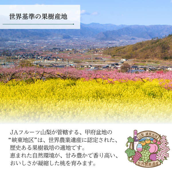 さくら白桃　特秀品【ギフト品質の桃】世界農業遺産認定の山梨県甲府盆地峡東地区から直送の商品画像 6