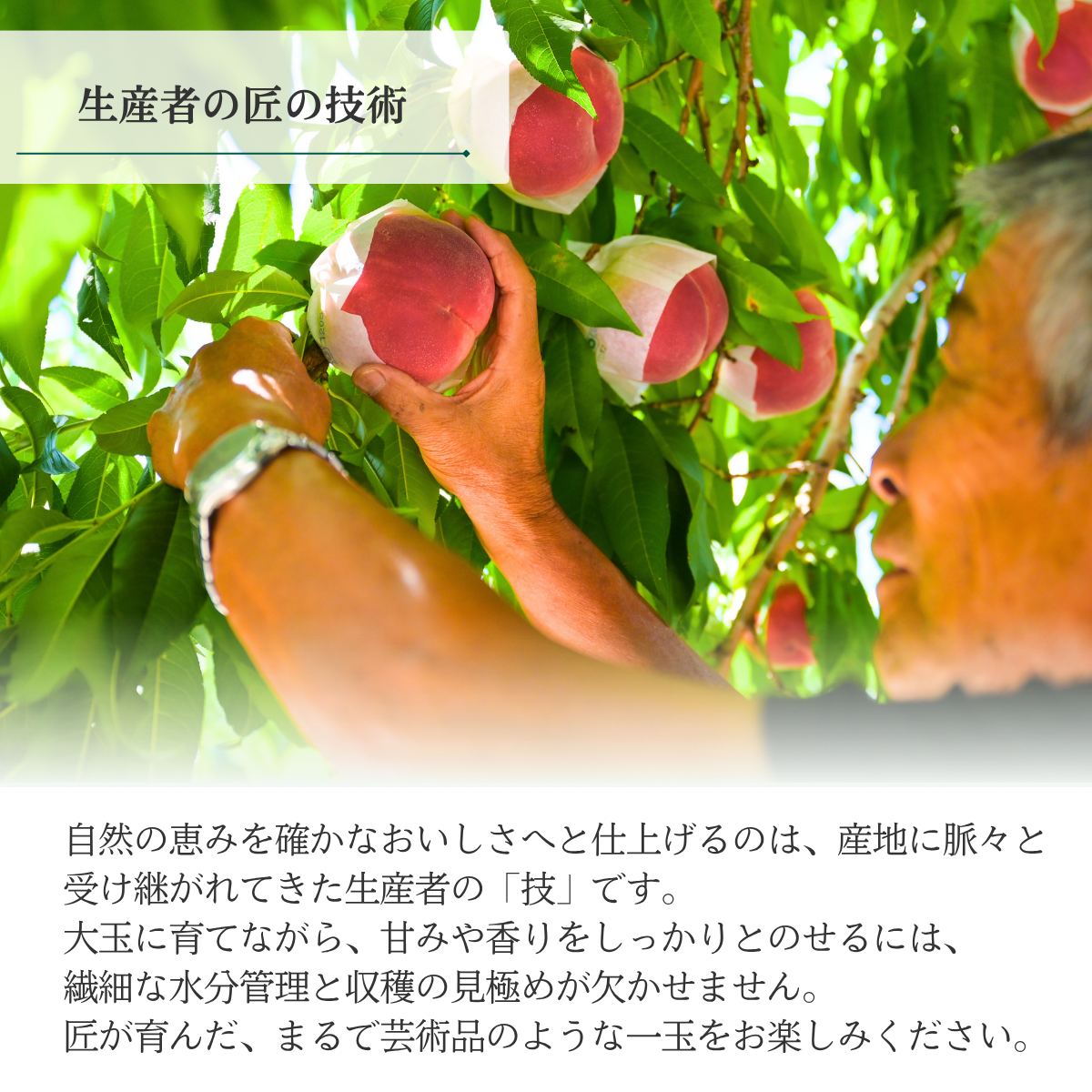 さくら白桃　特秀品【ギフト品質の桃】世界農業遺産認定の山梨県甲府盆地峡東地区から直送の商品画像 7