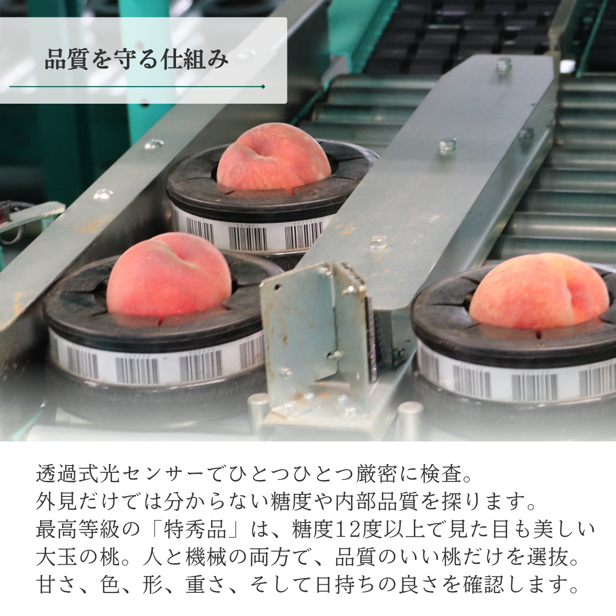 さくら白桃　特秀品【ギフト品質の桃】世界農業遺産認定の山梨県甲府盆地峡東地区から直送の商品画像 8