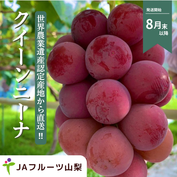 【幻の高級ぶどう】クイーンニーナ（種無し）