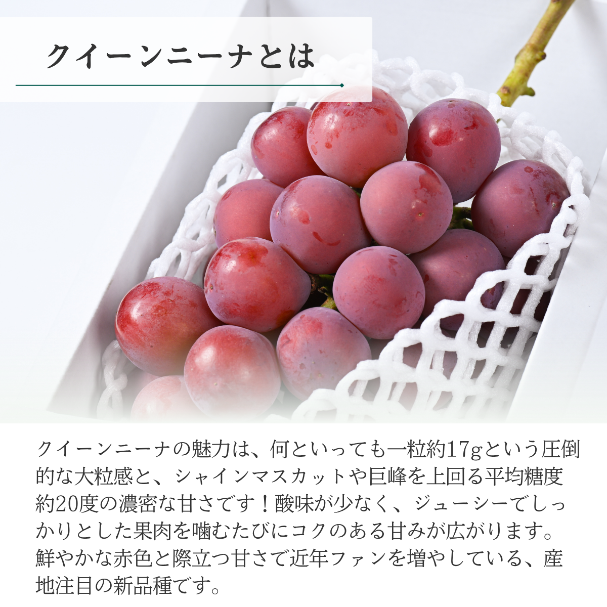 クイーンニーナ【幻の高級 種無しぶどう】の商品画像 2