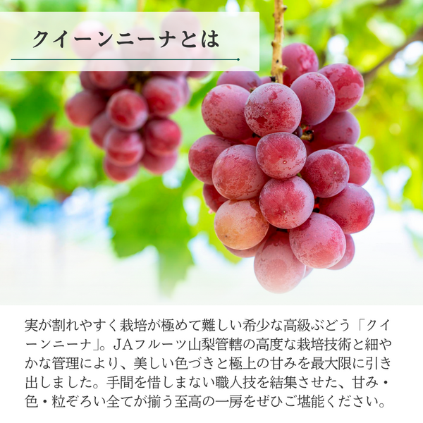 クイーンニーナ【幻の高級 種無しぶどう】の商品画像 3