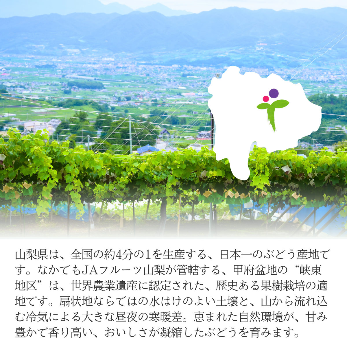 クイーンニーナ【幻の高級 種無しぶどう】の商品画像 4