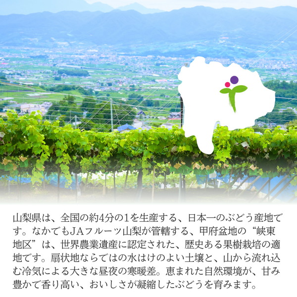 クイーンニーナ【幻の高級 種無しぶどう】 | 山梨の果物ギフト