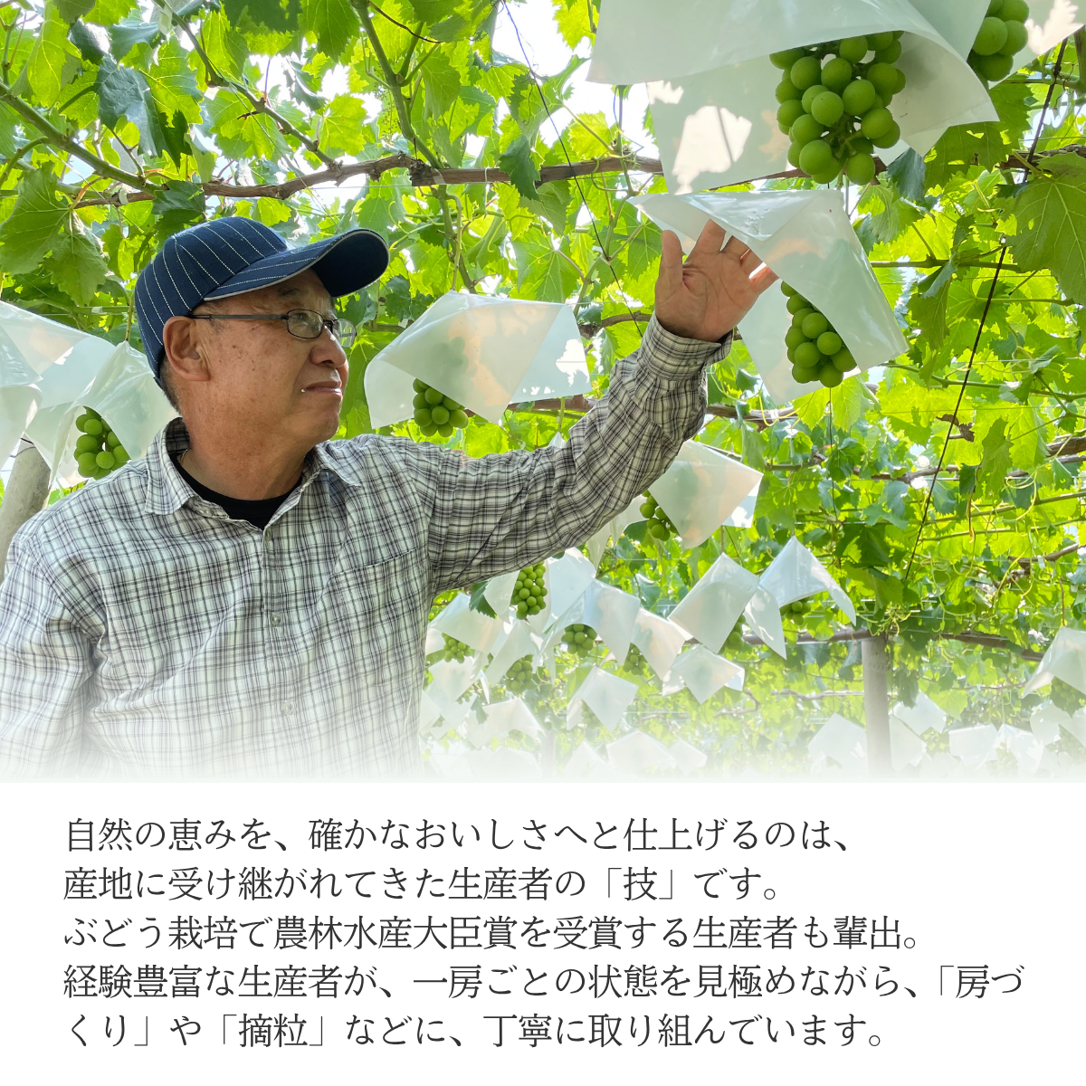 クイーンニーナ【幻の高級 種無しぶどう】の商品画像 5