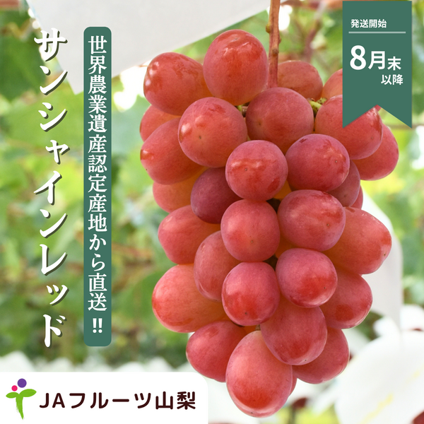 サンシャインレッド（甲斐ベリー7）