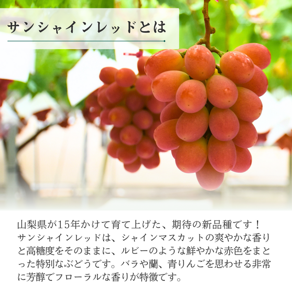 サンシャインレッド（甲斐ベリー7）の商品画像 2