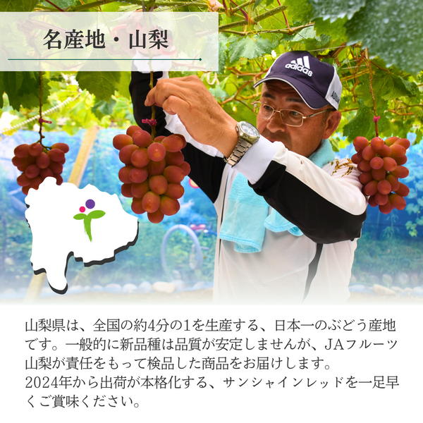 サンシャインレッド（甲斐ベリー7）の商品画像 4