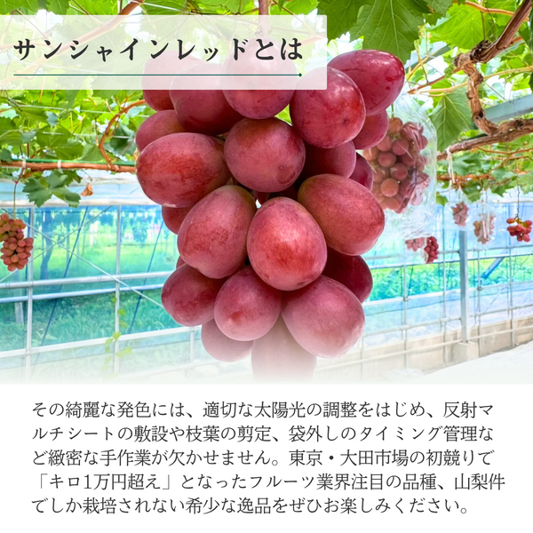 サンシャインレッド（甲斐ベリー7）の商品画像 3