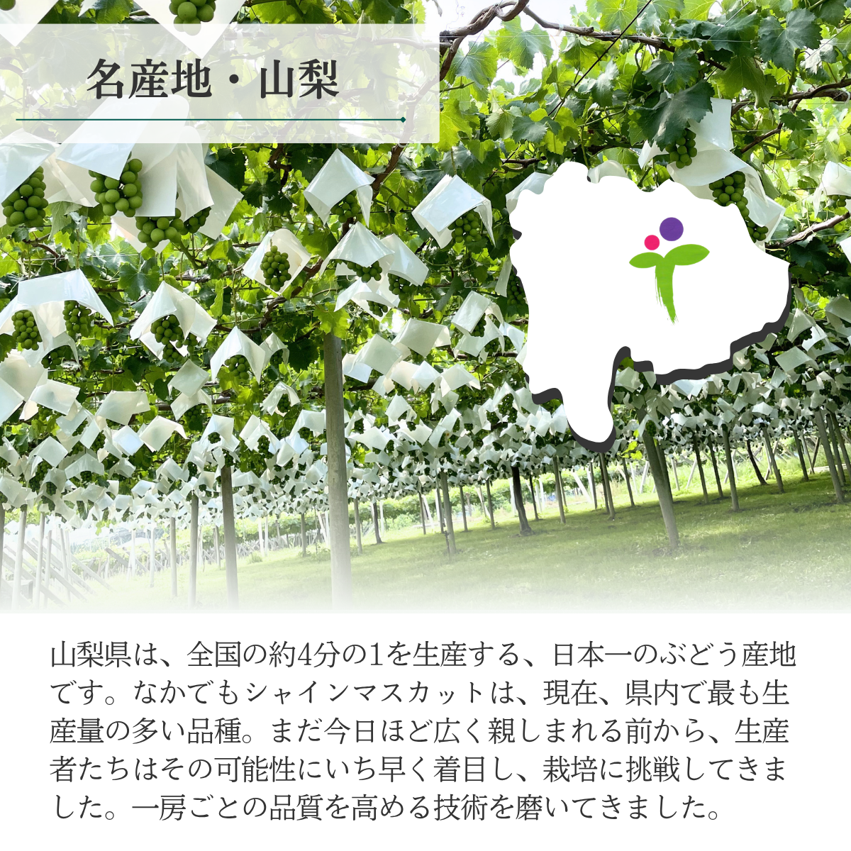 ブドウ粒々セット【山梨ぶどうの３色セット】の商品画像 7