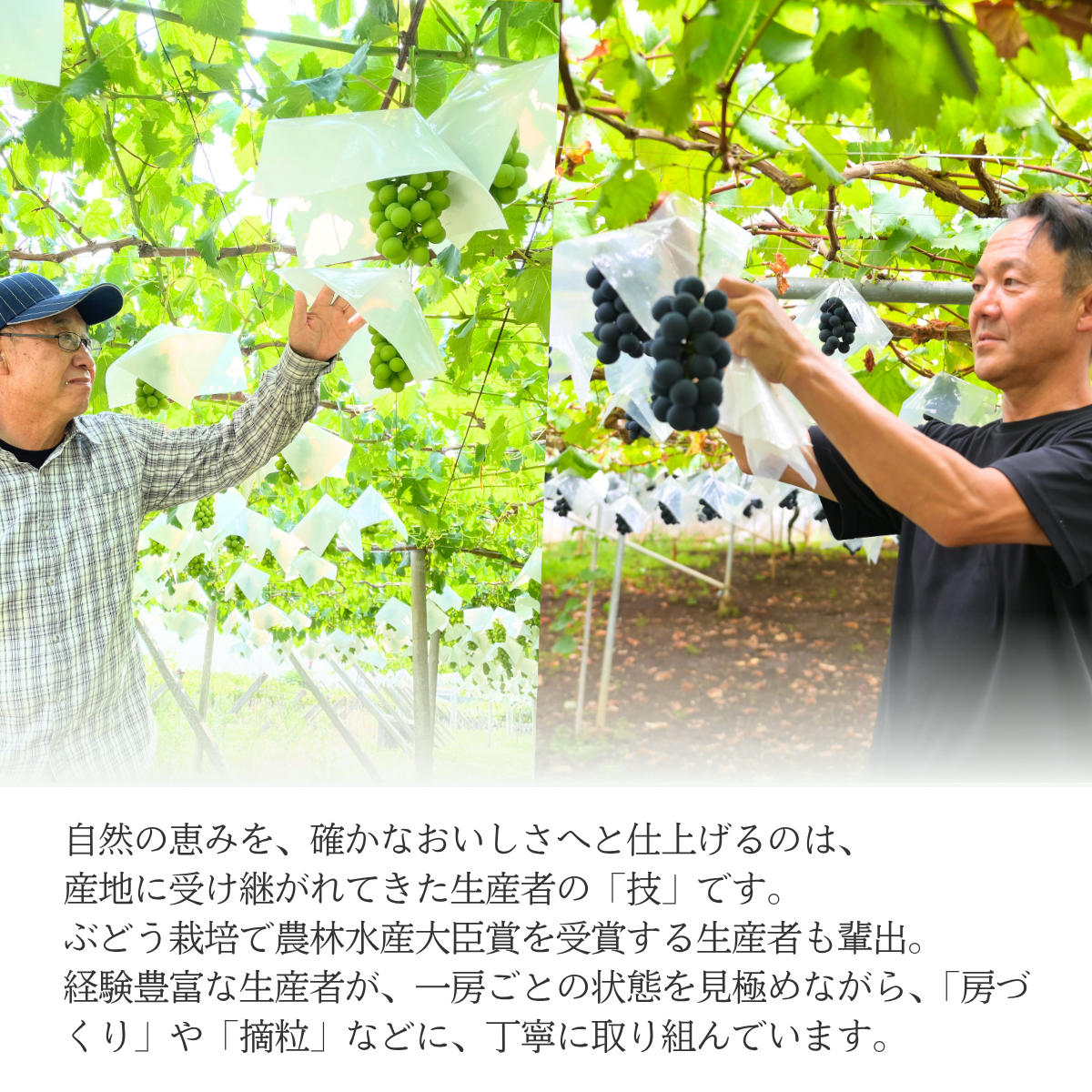 ブドウ粒々セット【山梨ぶどうの３色セット】の商品画像 9