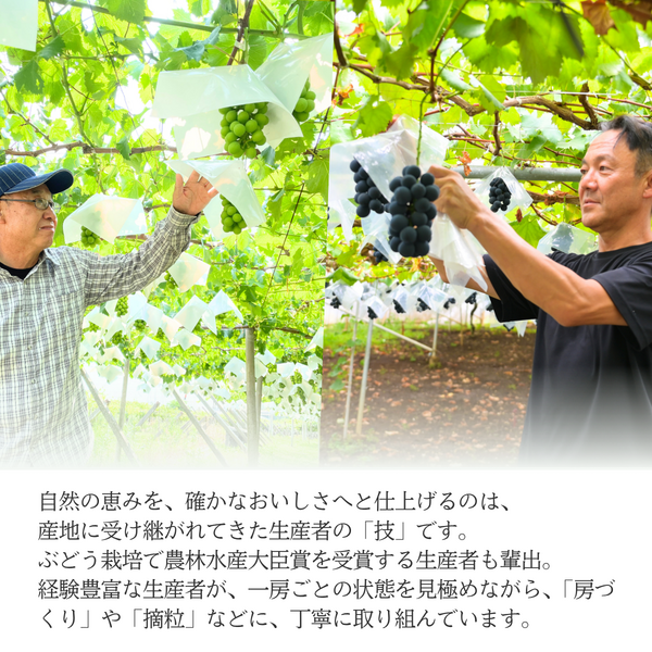 ブドウ粒々セット【山梨ぶどうの３色セット】の商品画像 9