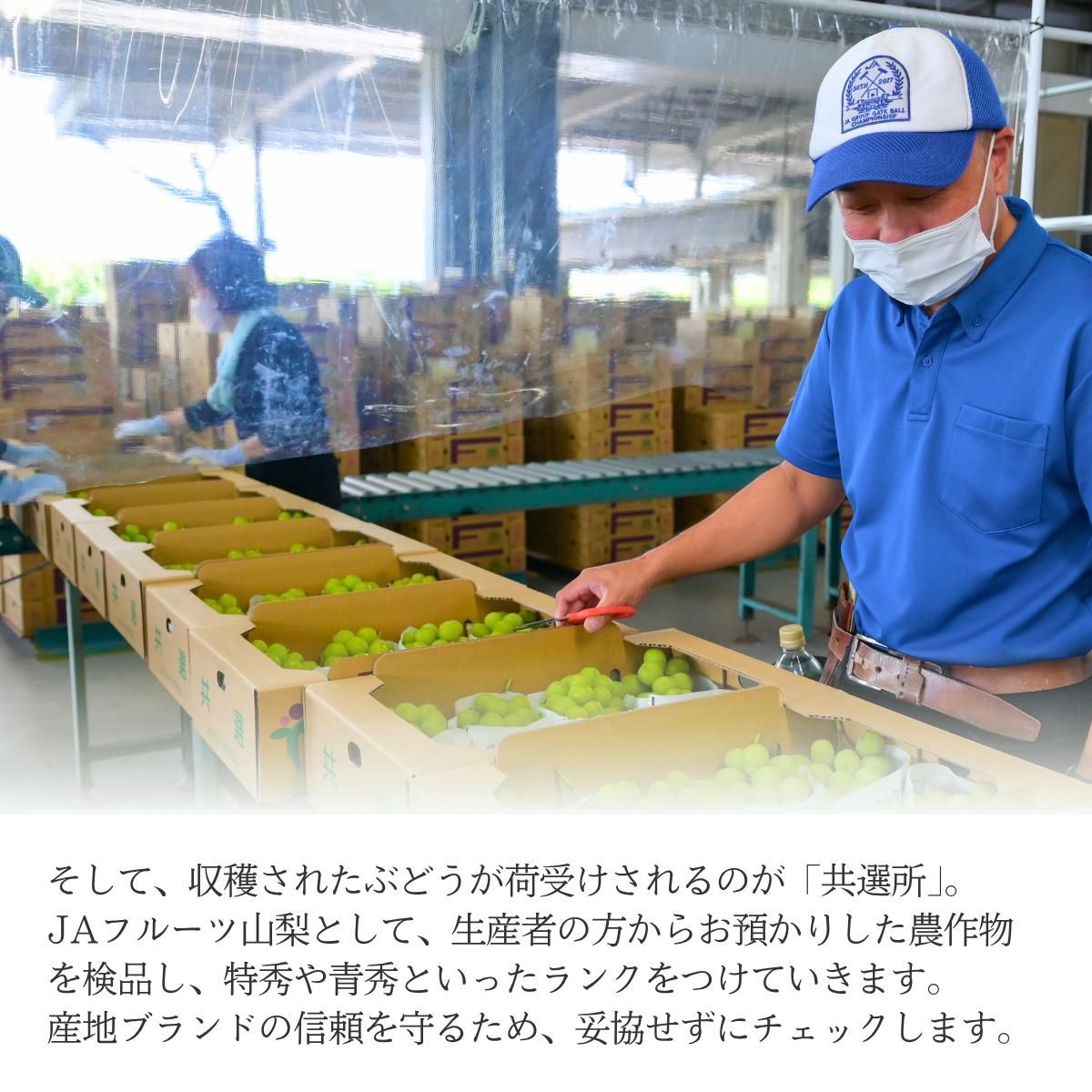 ブドウ粒々セット【山梨ぶどうの３色セット】の商品画像 10