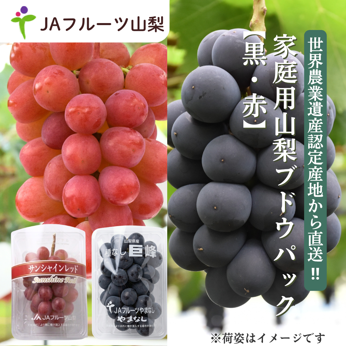【ご家庭用】山梨ぶどうセット　黒・赤【巨峰×サンシャインレッド】の商品画像 1